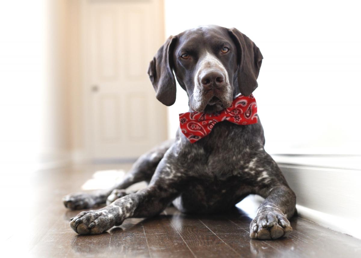 pointer dog wearing a bow tie
